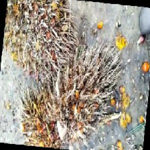 overripe_train (1478).jpg