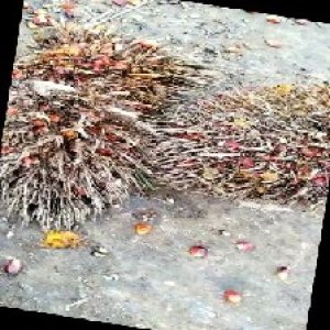 overripe_train (1479).jpg