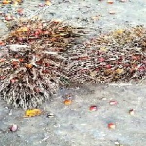 overripe_train (1480).jpg