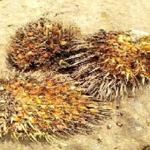 overripe_train (1483).jpg