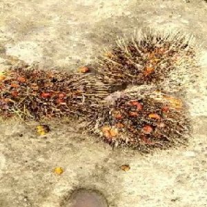 overripe_train (1486).jpg