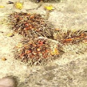 overripe_train (1488).jpg