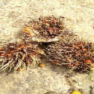 overripe_train (1490).jpg