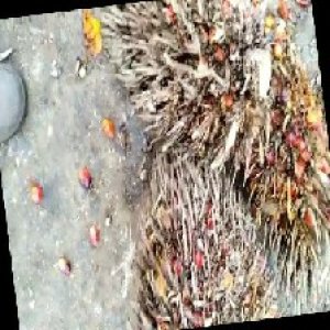 overripe_train (1492).jpg