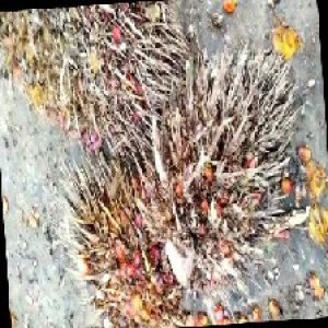 overripe_train (1493).jpg