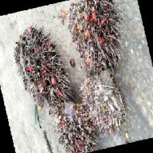 overripe_train (1541).jpg