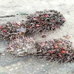 overripe_train (1542).jpg