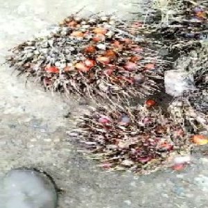 overripe_train (1543).jpg