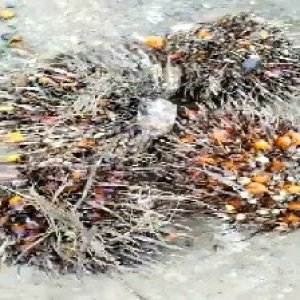 overripe_train (1547).jpg