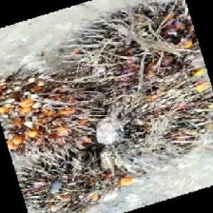 overripe_train (1548).jpg