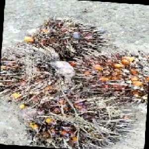 overripe_train (1549).jpg