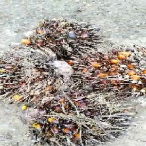 overripe_train (1550).jpg