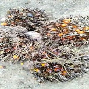 overripe_train (1551).jpg