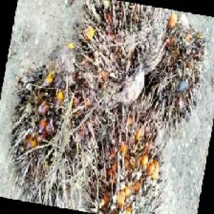 overripe_train (1552).jpg