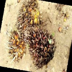 overripe_train (1553).jpg