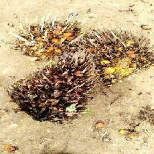 overripe_train (1554).jpg