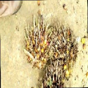 overripe_train (1555).jpg