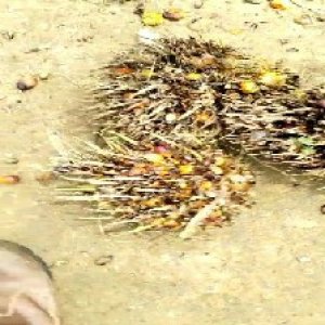 overripe_train (1556).jpg