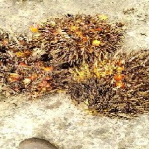 overripe_train (1557).jpg