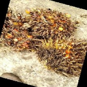 overripe_train (1558).jpg