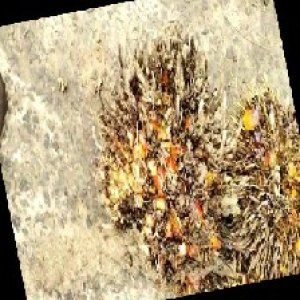 overripe_train (1559).jpg