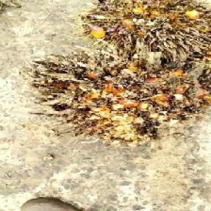 overripe_train (1560).jpg