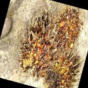 overripe_train (1562).jpg