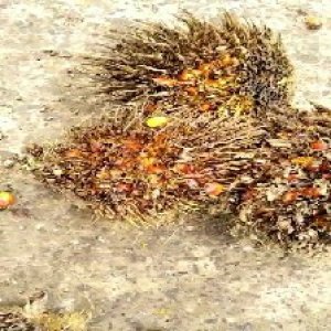 overripe_train (1563).jpg