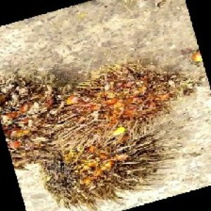 overripe_train (1564).jpg