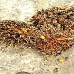 overripe_train (1565).jpg