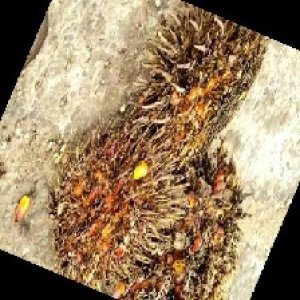 overripe_train (1566).jpg