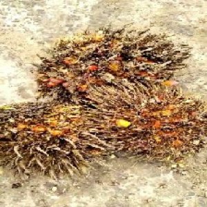 overripe_train (1567).jpg