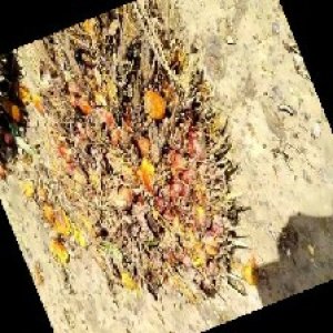 overripe_train (157).jpg