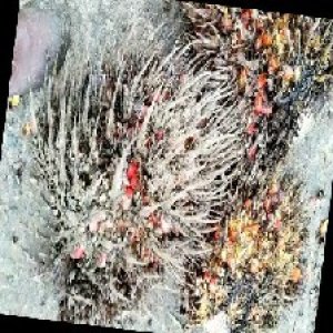 overripe_train (1570).jpg