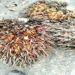 overripe_train (1571).jpg