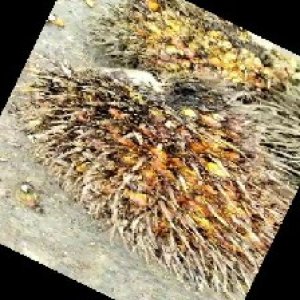 overripe_train (1574).jpg