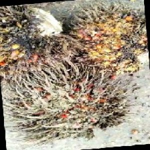 overripe_train (1575).jpg