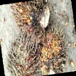 overripe_train (1577).jpg