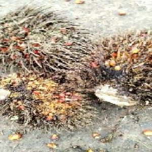 overripe_train (1578).jpg