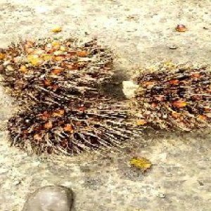 overripe_train (1583).jpg