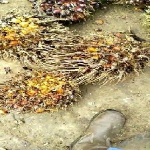 overripe_train (992).jpg