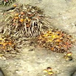 overripe_train (993).jpg