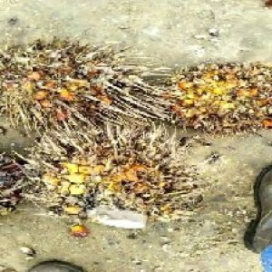 overripe_train (996).jpg