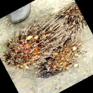 overripe_train (999).jpg