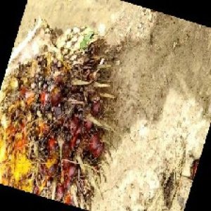 ripe_train (1001).jpg