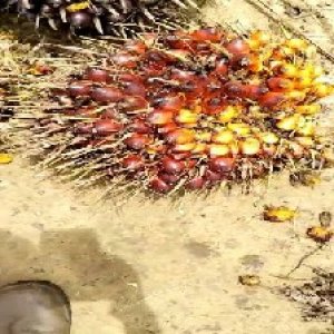 ripe_train (1008).jpg