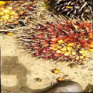 ripe_train (1011).jpg