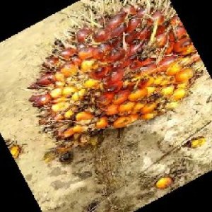 ripe_train (1013).jpg