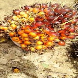 ripe_train (1015).jpg