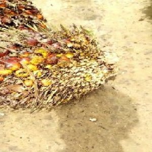 ripe_train (1028).jpg